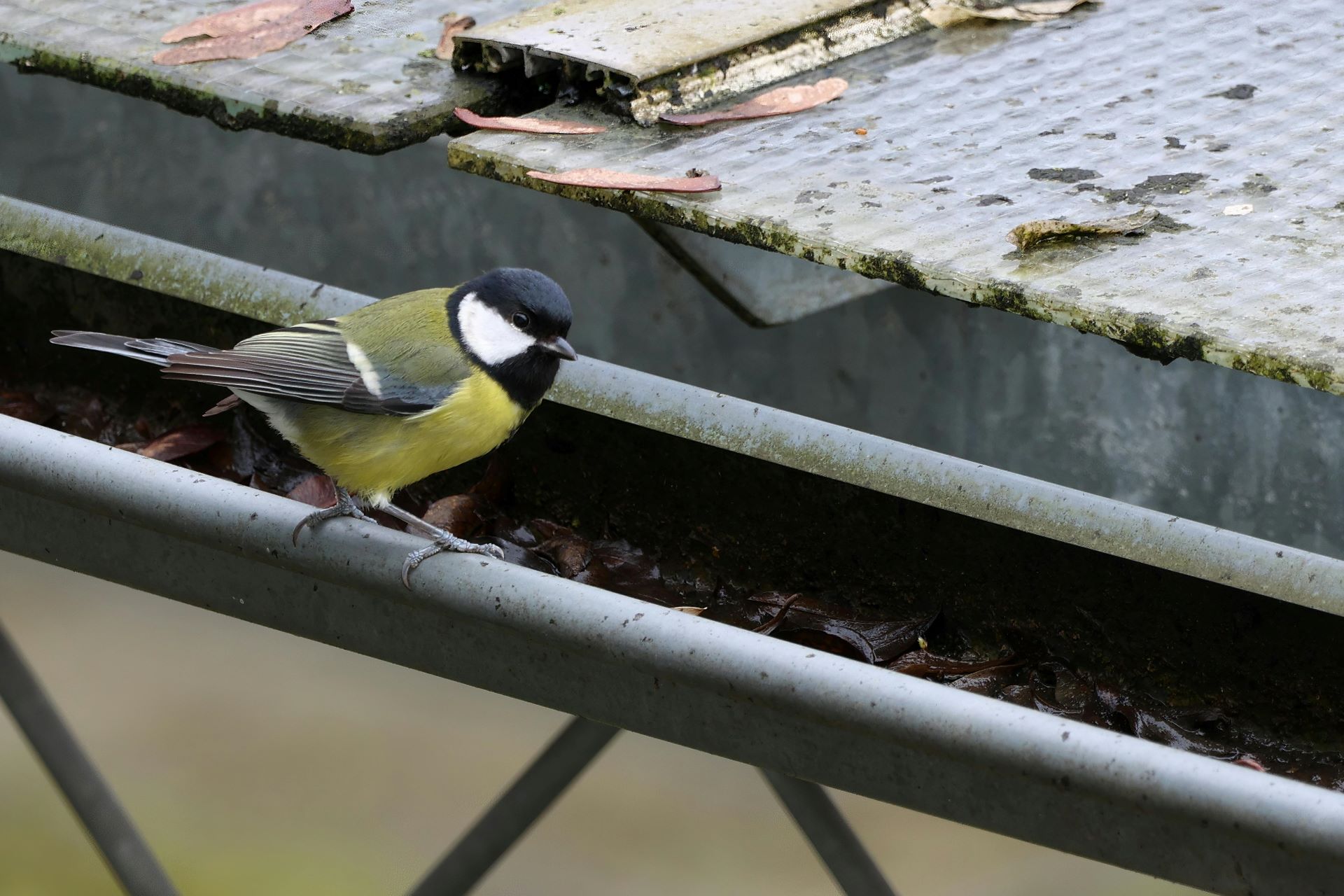 Why Gutters Matter in South African Properties